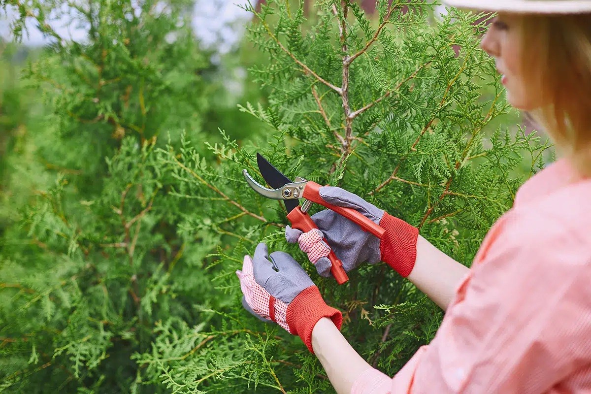 Thuja Hedge Trimming - Timing And Instructions - Gardeninguru