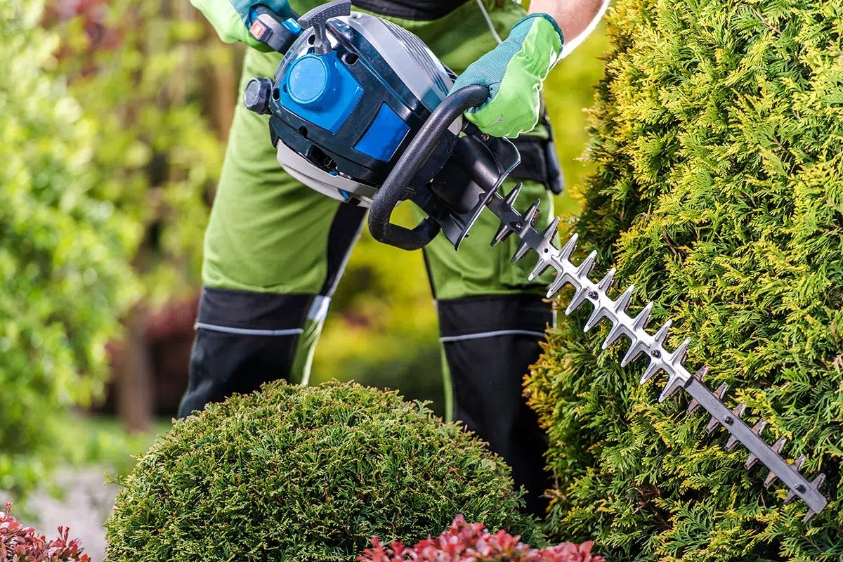 Thuja Hedge Trimming - Timing And Instructions - Gardeninguru