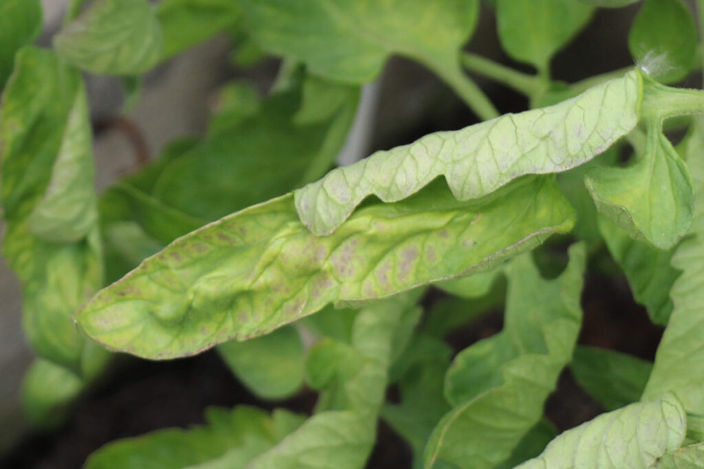 Tomato Plant Leaves Turn Purple: What To Do?