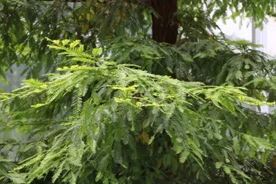Sequoia: Growing And Care As A Tree Or Bonsai