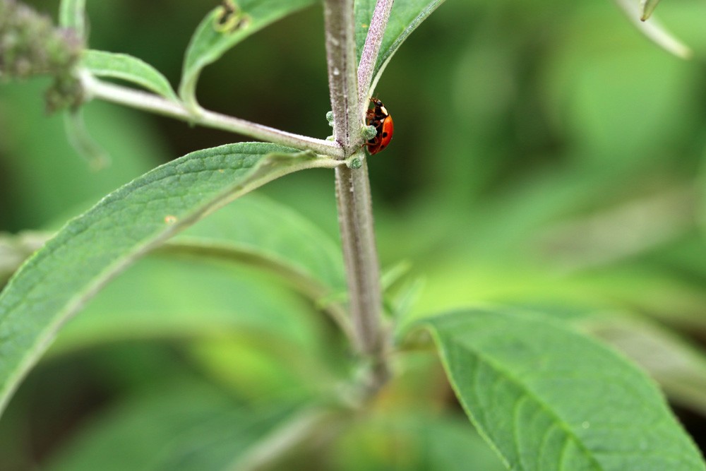 How Do You Get Rid Of Spider Mites On Tomato Plants Naturally?