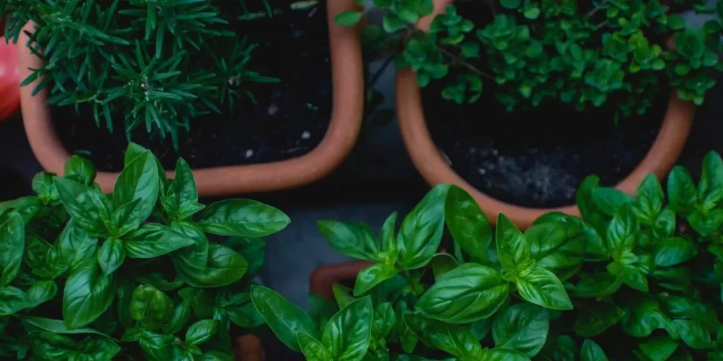How Do You Take Care Of Herbs In Pots?