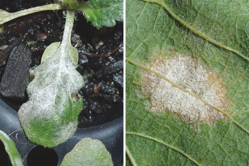 Mint Leaves Have White Spots: What To Do?