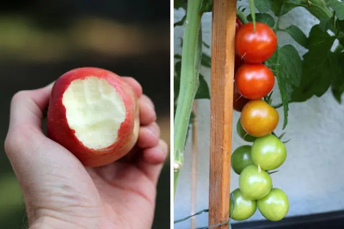 What Is The Difference Between Fruits And Vegetables?