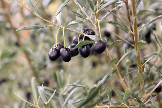 Buying An Olive Tree: What To Look For