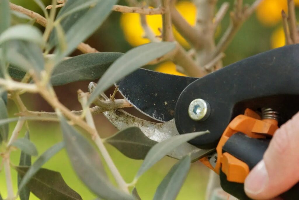 Why Does Olive Tree Has Dry Leaves After Winter