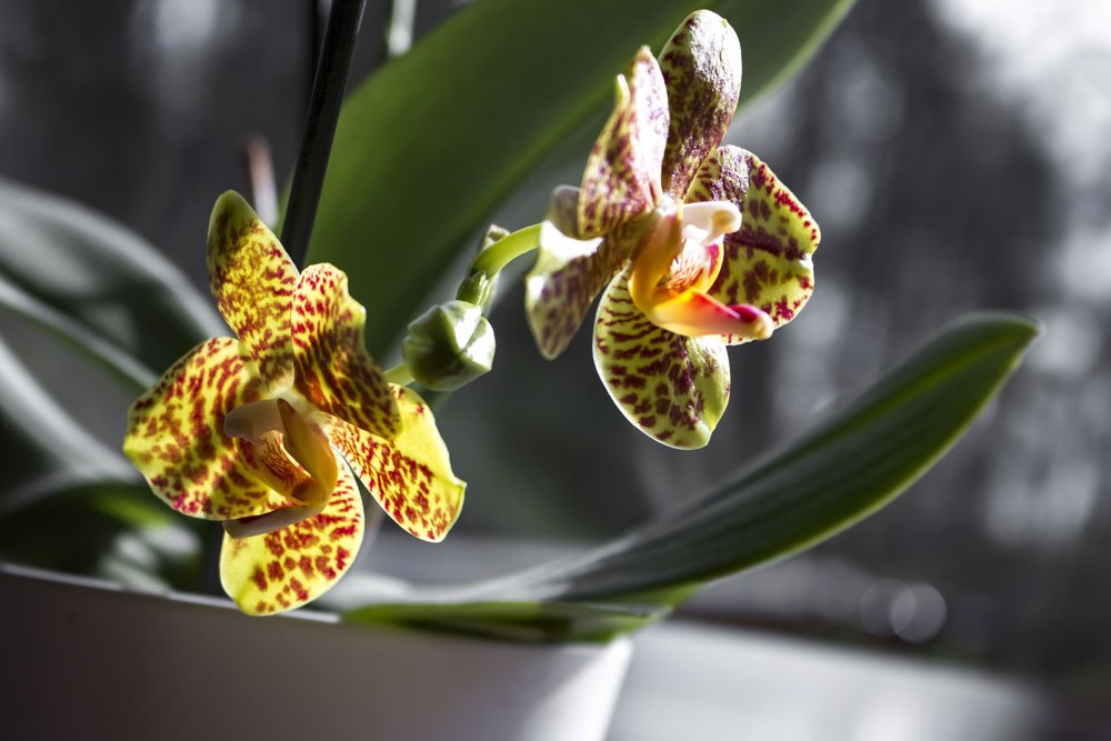 Orchids: How Toxic Are They Really?