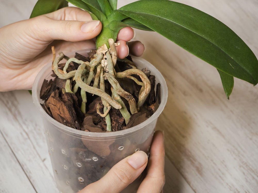 Orchids: How Toxic Are They Really?