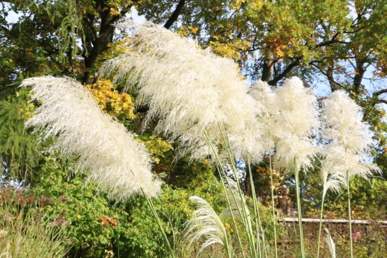 Pampas Grass Looks Dried Up: What To Do?
