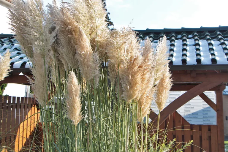 How Tall Does Pampas Grass Grow?