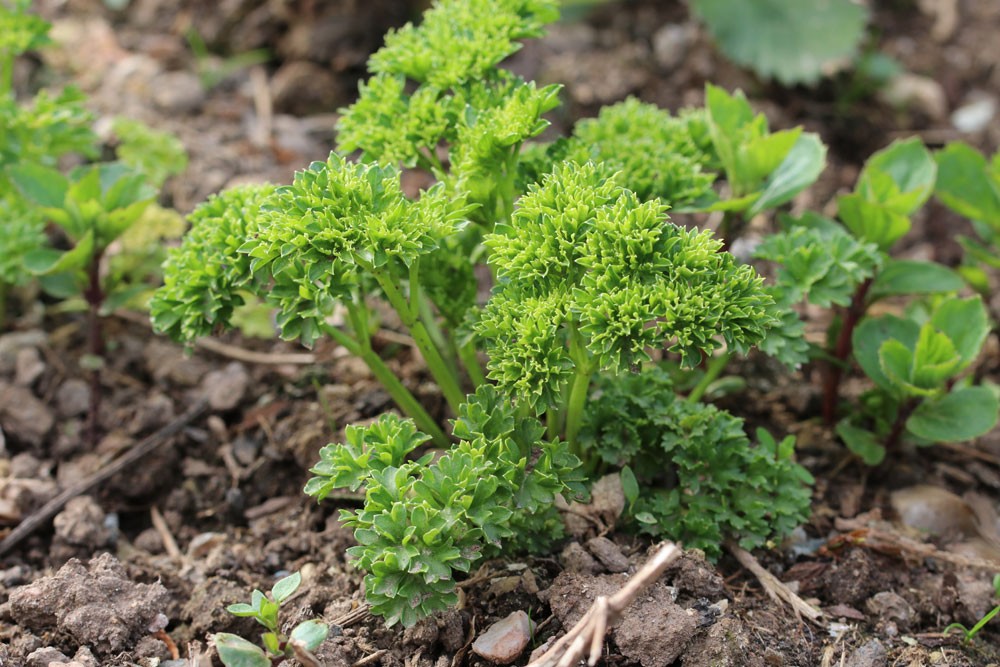 Fungus Gnats On Tomatoes: What To Do?