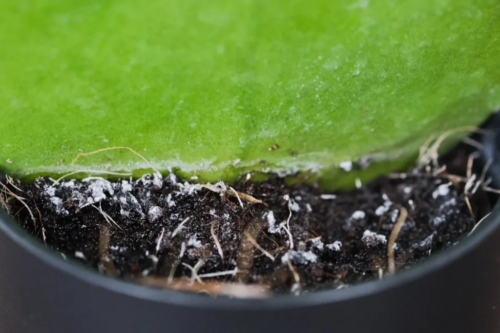 Why Does My Potting Soil Have Mold? (And How To Fix It)