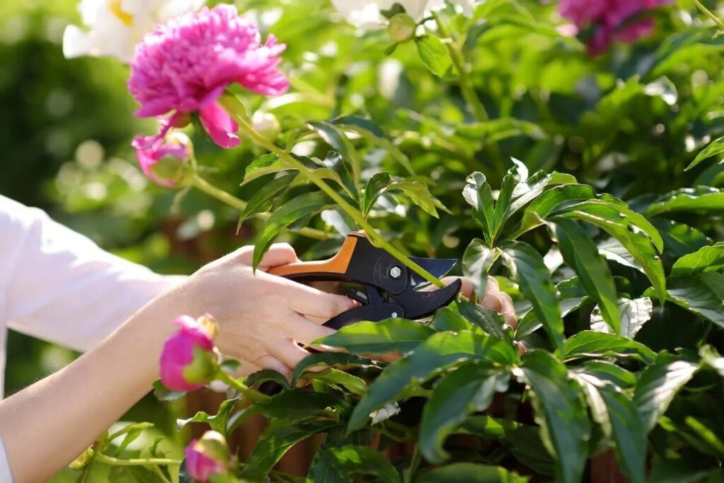 How To Cut Peonies For The Vase