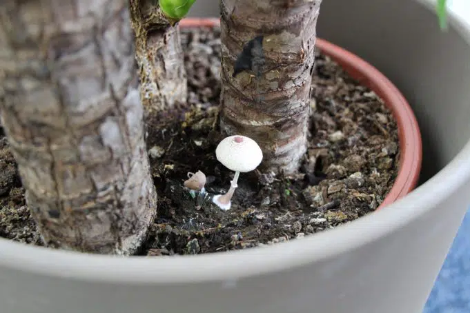 Are Mushrooms In Your Plant Pot Bad?