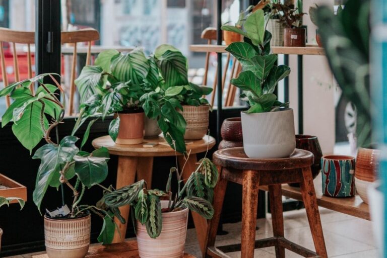 Repotting Houseplants: When And How Often?