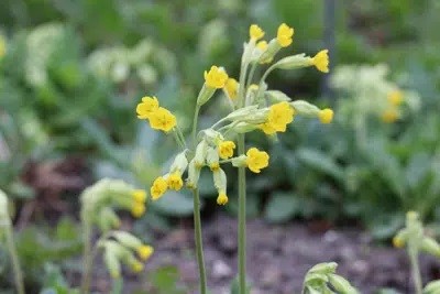 Do Primroses Tolerant Frost?