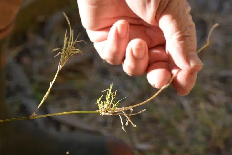 How Do You Get Rid Of Thick Grass?