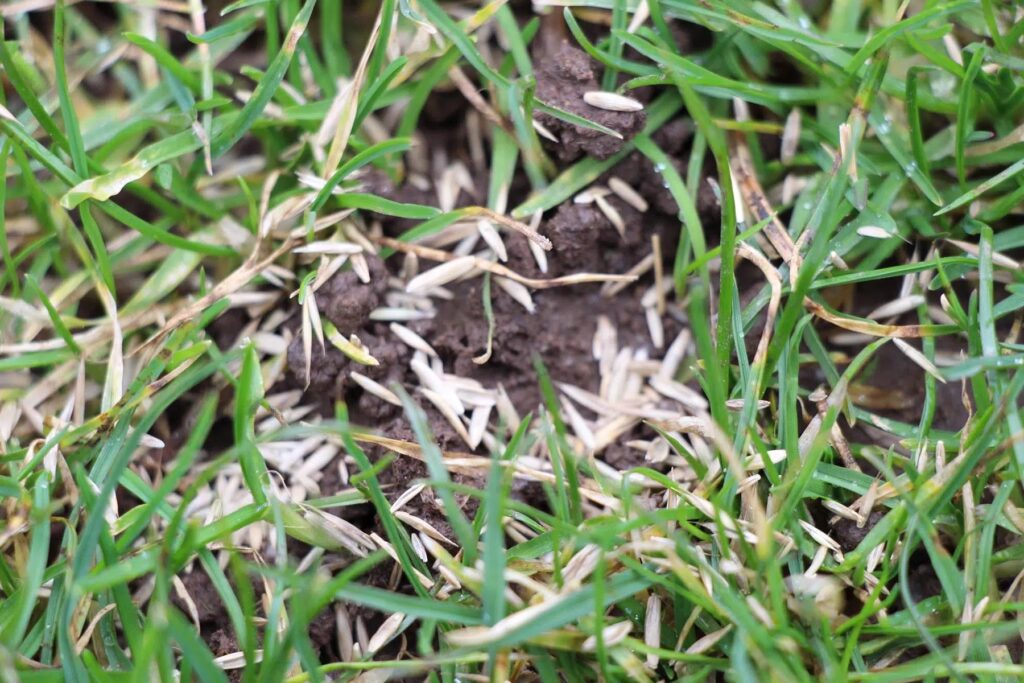 Can Potting Soil Be Used On Lawn?