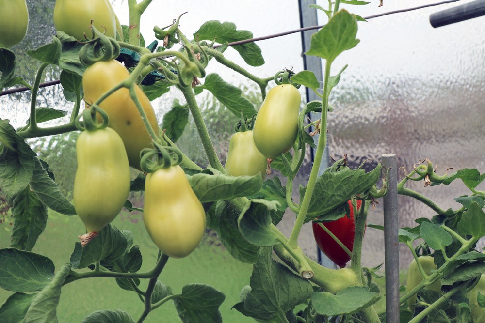When Can Tomatoes Be Put In The Greenhouse?