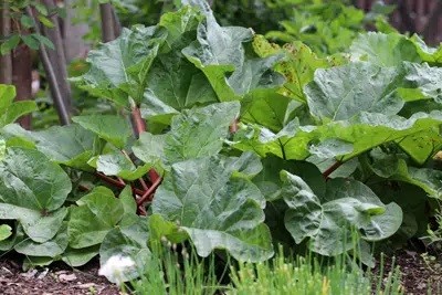 Transplant Rhubarb: When Can You Transplant It?