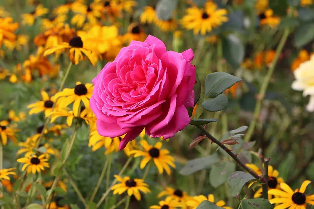 Rose Planting Time: The Best Time For Planting Roses