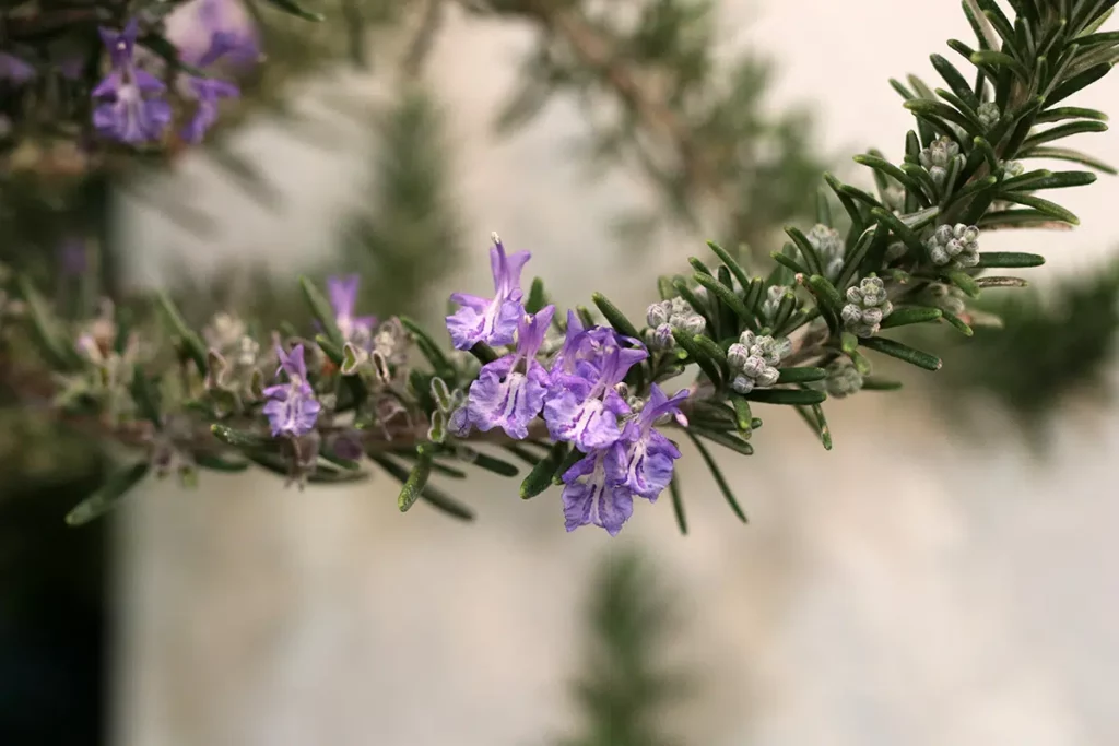 When Does Rosemary Bloom?