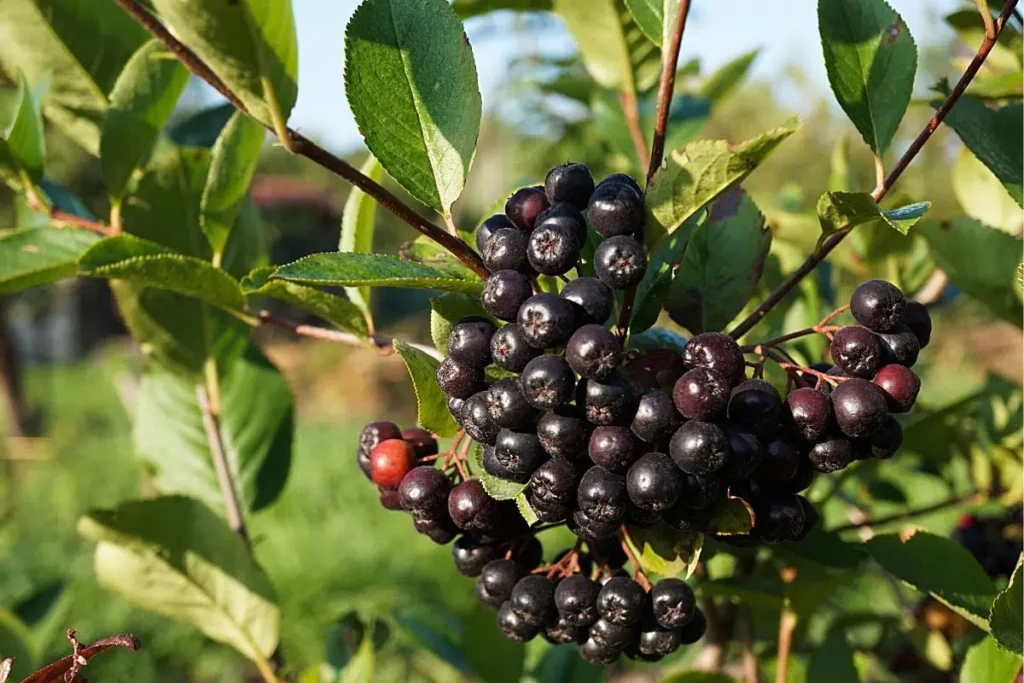 Harvest Chokeberry: When Is Harvest Time?