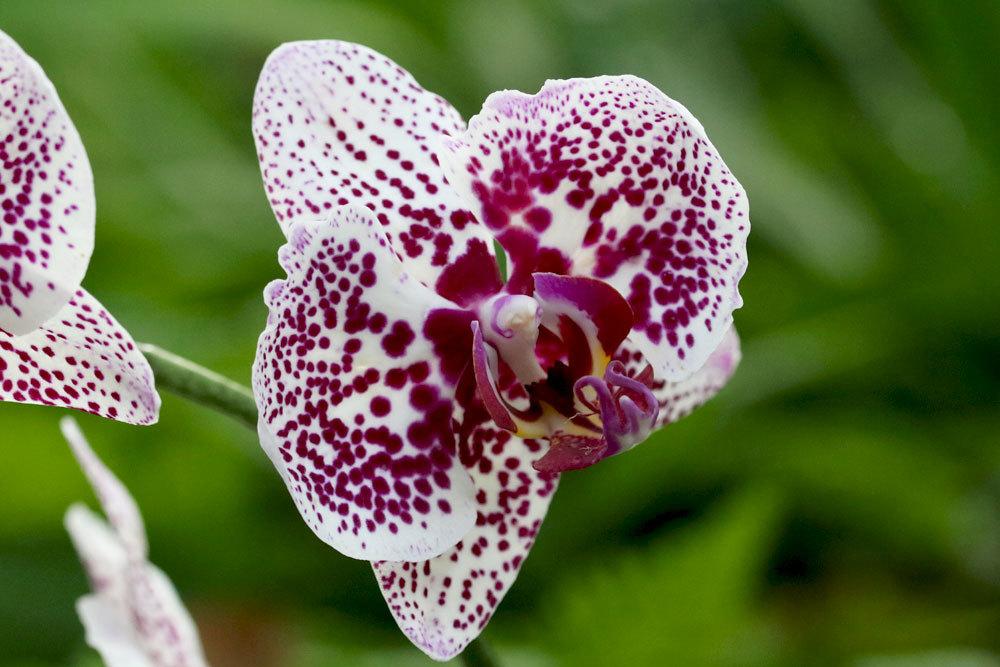 Orchids: How Toxic Are They Really?