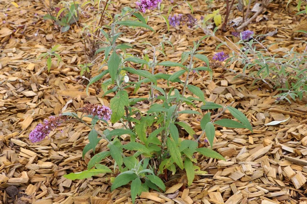 Why Are My Buddleia Leaves Drooping?