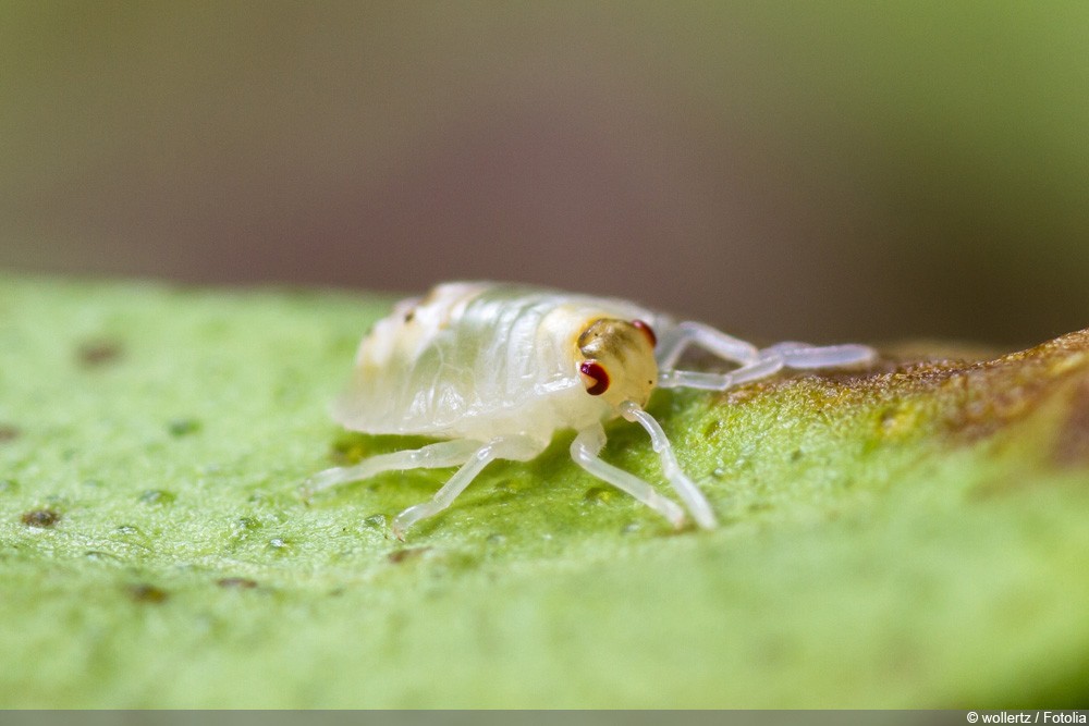 How Do You Get Rid Of Spider Mites On Tomato Plants Naturally?