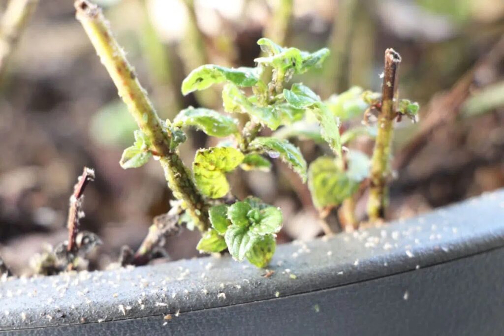 Herb Leaves Have White Spots: What To Do?