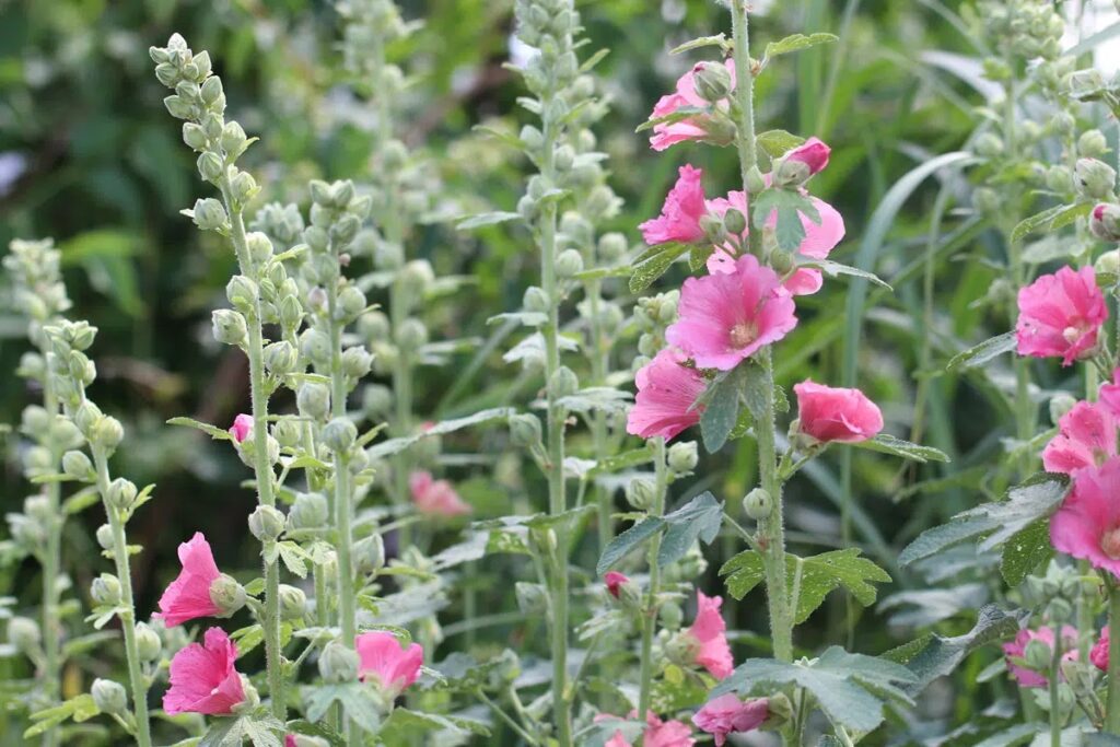 Where Is The Best Place To Plant A Hollyhock?