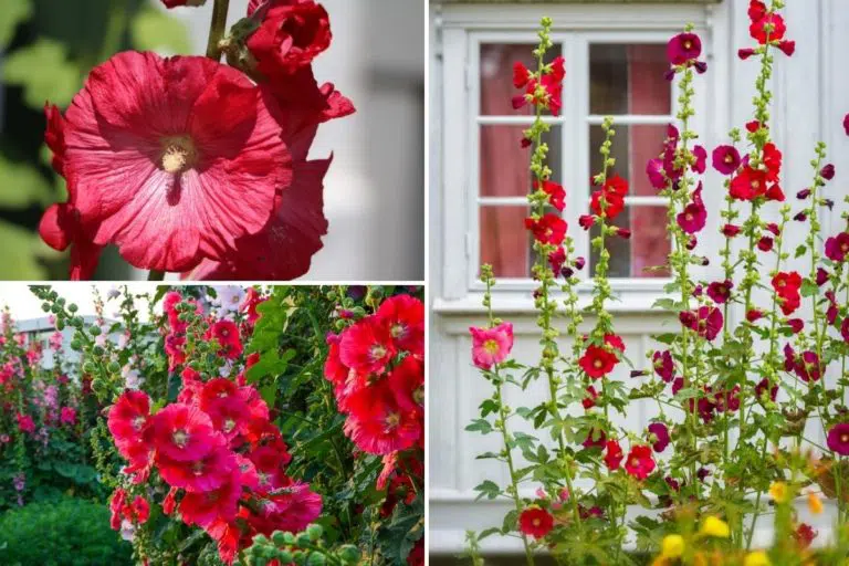 Where Is The Best Place To Plant A Hollyhock?