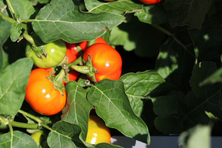 What Temperatures Can Tomatoes Tolerate?