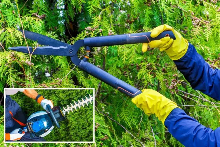 Thuja Hedge Trimming – Timing And Instructions