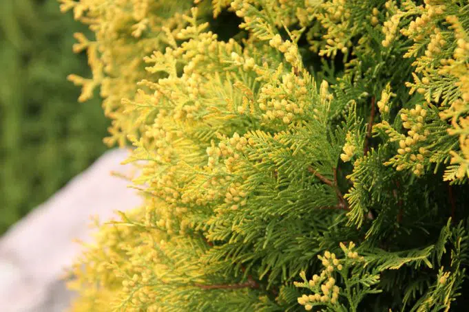 Thuja Has Dried Up: How To Make A Brown Thuja Green Again?