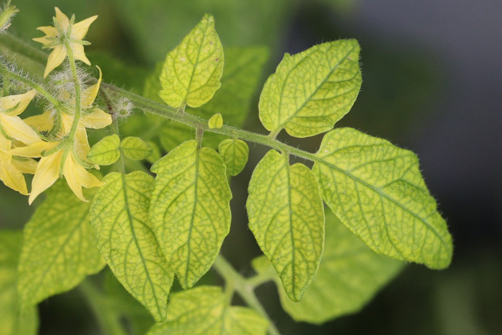Tomato Leaves Turn Yellow - What To Do About Yellow Spots On Tomatoes?