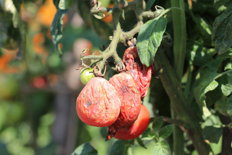 Tomatoes Become Wrinkled On The Plant: What To Do?