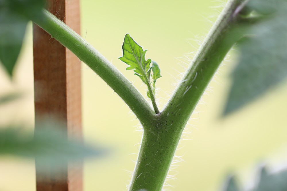 How Many Shoots Should I Leave On My Tomato Plants?