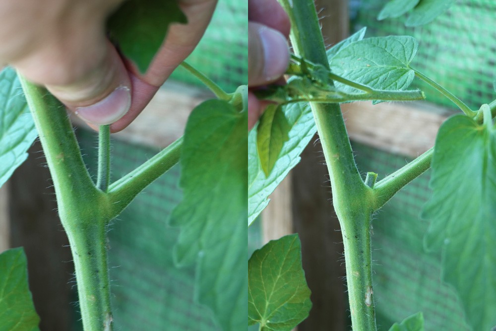 How Many Shoots Should I Leave On My Tomato Plants?