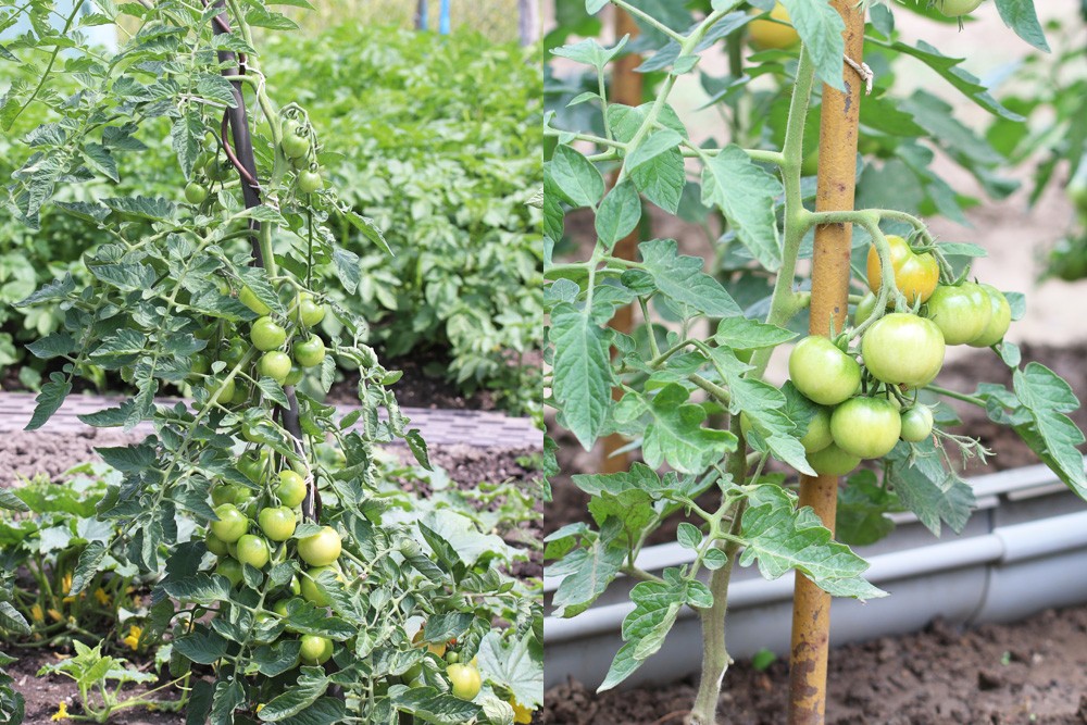How Do You Fix A Sunburned Tomato Plant?