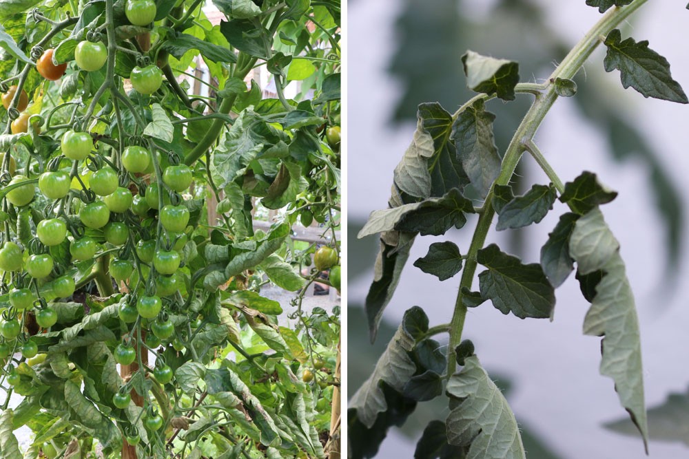 Why Are My Tomato Leaves Soft And Droopy?