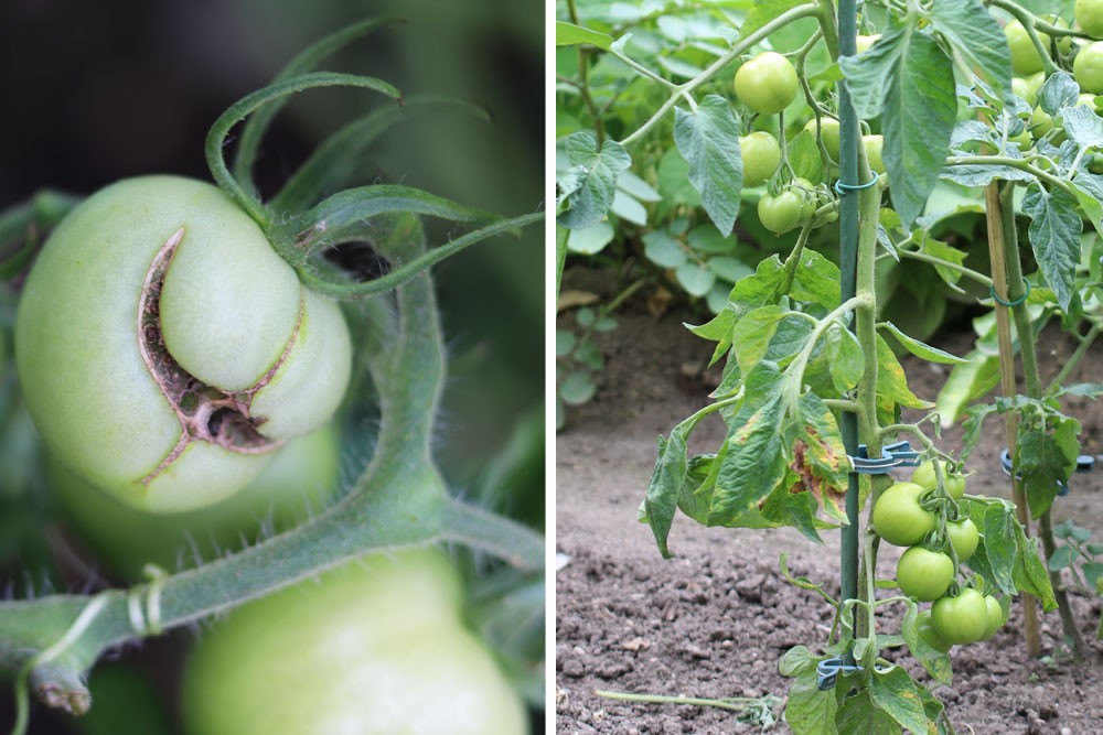 Why Are My Tomato Leaves Soft And Droopy?