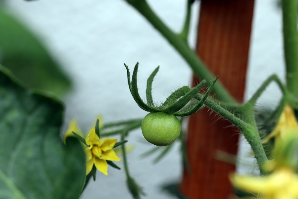 Tomatoes Do Not Bear Flowers: How Can You Make Them Bloom?