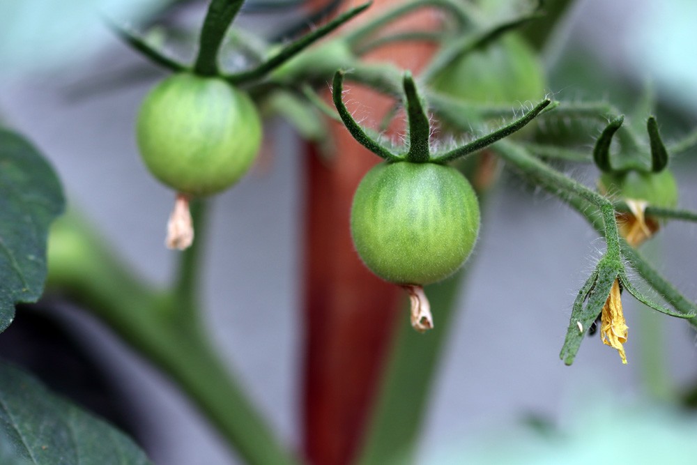 Tomatoes Do Not Bear Flowers: How Can You Make Them Bloom?