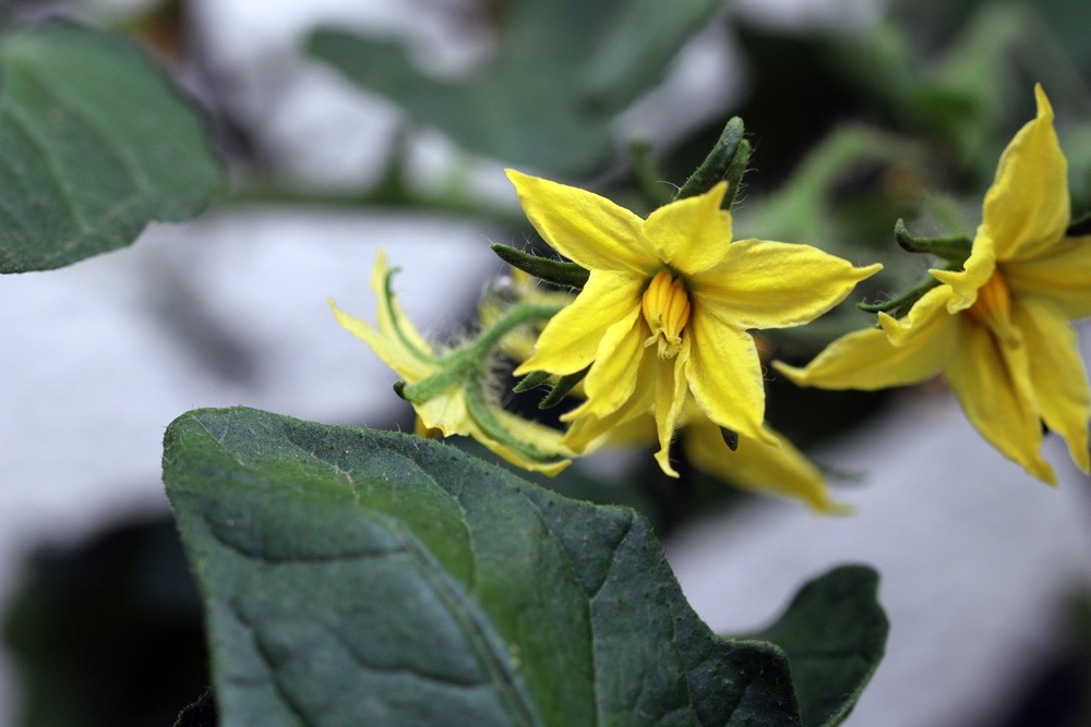 Tomatoes Do Not Bear Flowers: How Can You Make Them Bloom?