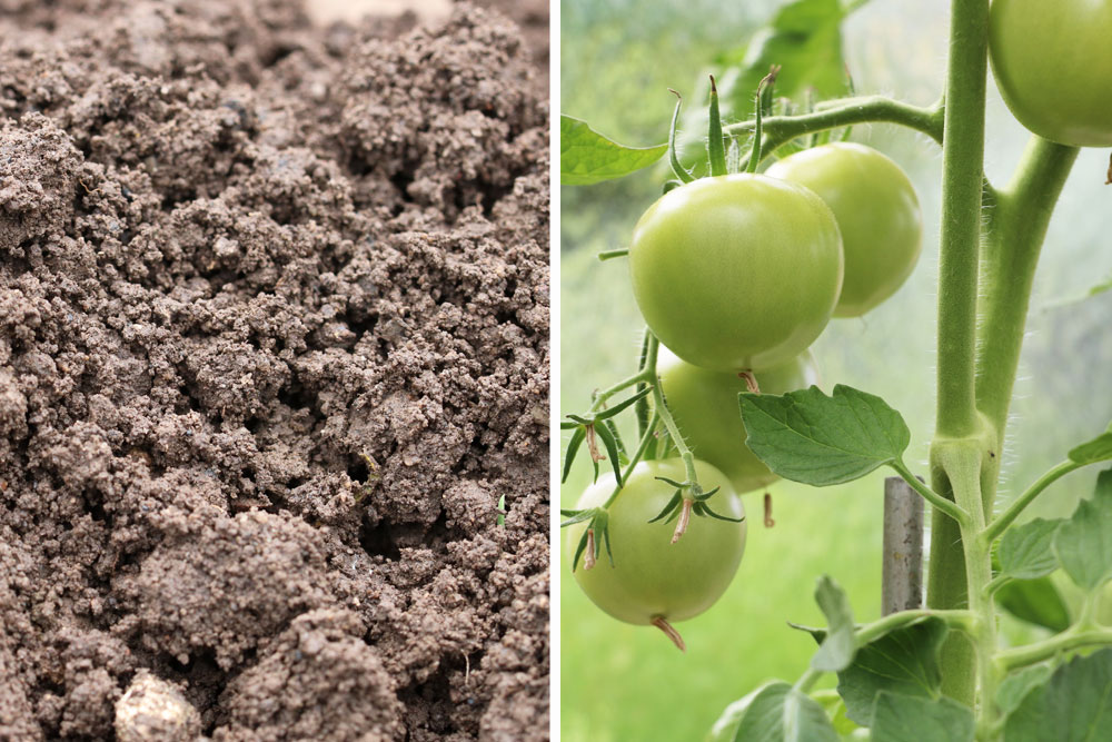 Fertilizing Tomatoes: How Often?