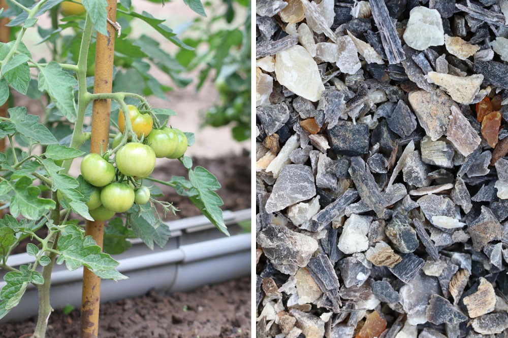 Benefits Fertilizing Tomatoes With Horn Shavings/Horn Meal