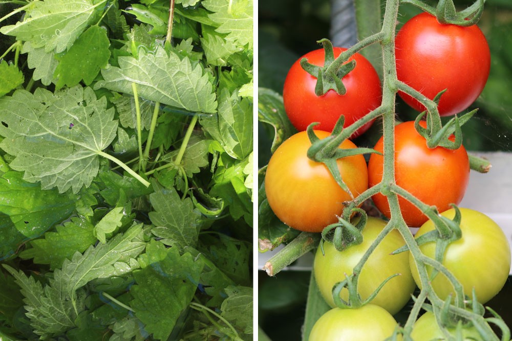 Fertilize Tomatoes With Nettle Liquid Manure? How Often?