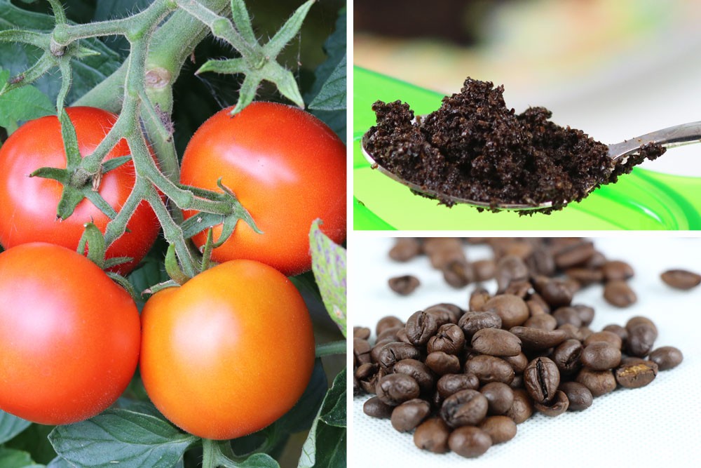 Fertilizing Tomatoes: How Often?